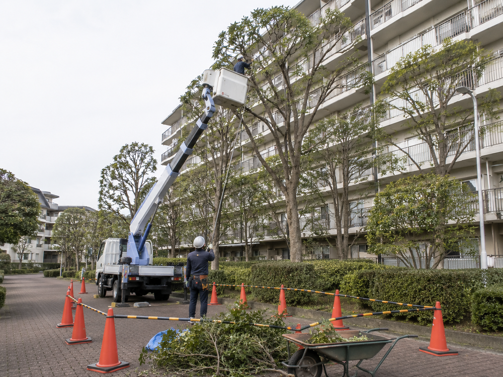 集合住宅の敷地内で行われる樹木管理。高所作業車から高木を剪定している